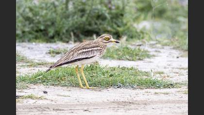 Eurasian Stone-curlew