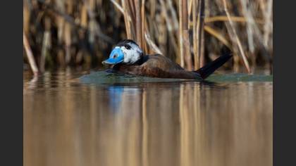 White-headed Duck
