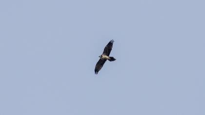 Bearded Vulture