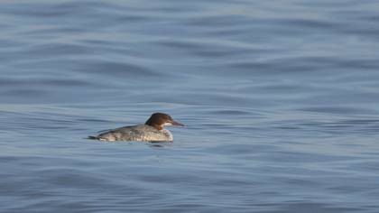 Common Merganser