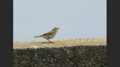 Willow Warbler