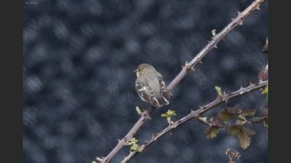 Semicollared Flycatcher
