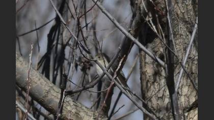 Spotted Flycatcher