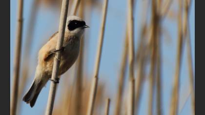Eurasian Penduline Tit