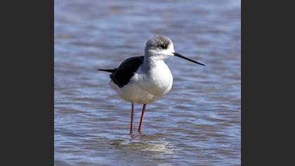 Black-winged Stilt