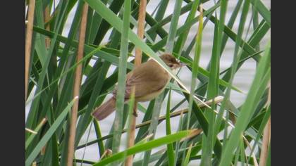 Common Reed Warbler