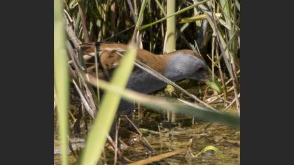 Little Crake