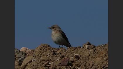 Hooded Wheatear