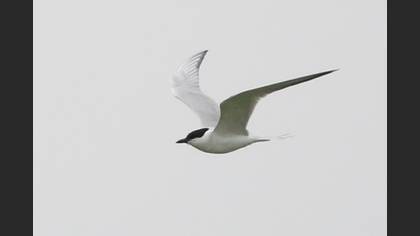 Gull-billed Tern