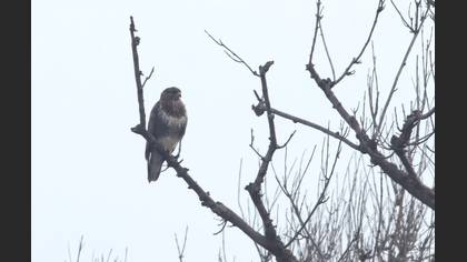 Common Buzzard