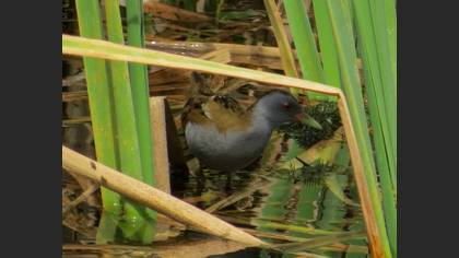 Little Crake