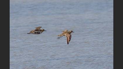 Pacific Golden Plover