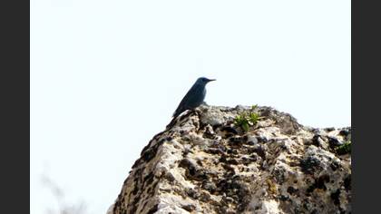 Blue Rock Thrush