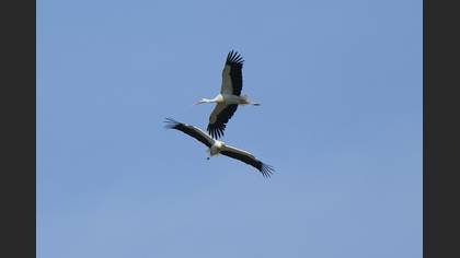 White Stork