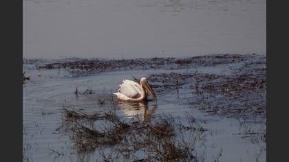 Great White Pelican