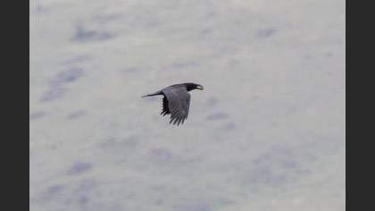 Northern Raven