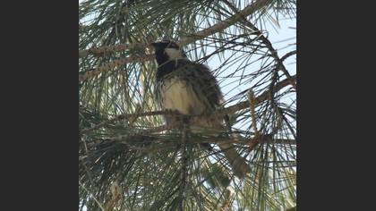 Spanish Sparrow