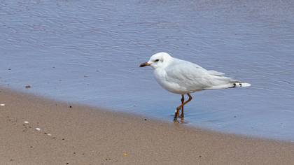 Mediterranean Gull