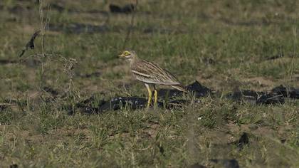 Eurasian Stone-curlew