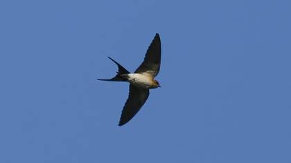 Red-rumped Swallow