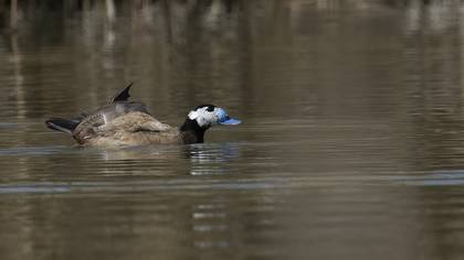 White-headed Duck