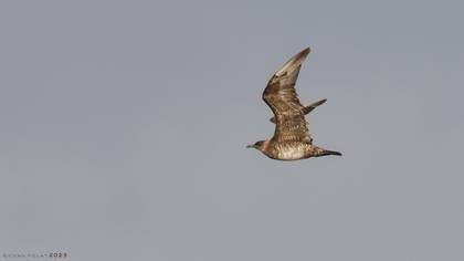 Parasitic Jaeger