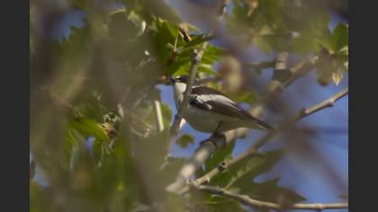 Semicollared Flycatcher