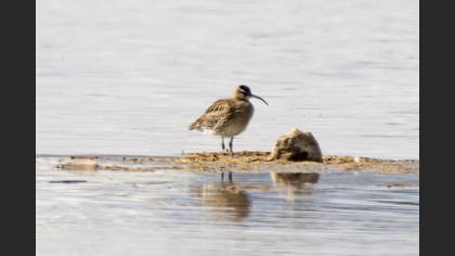 Eurasian Whimbrel