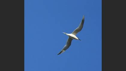 Sandwich Tern