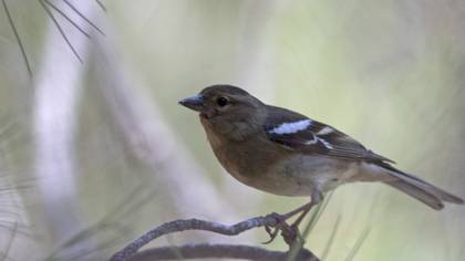 Common Chaffinch