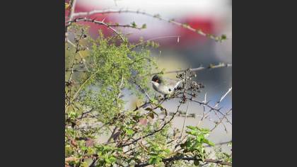 Sardinian Warbler