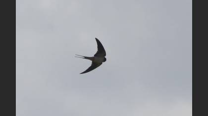 Barn Swallow
