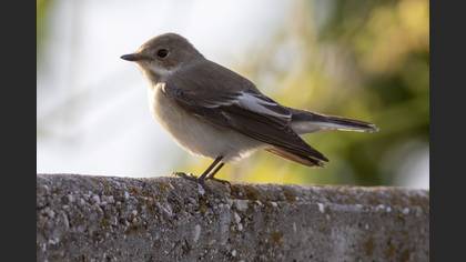 European Pied Flycatcher