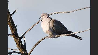 Kumru