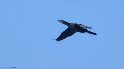 Pygmy Cormorant