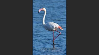 Flamingo