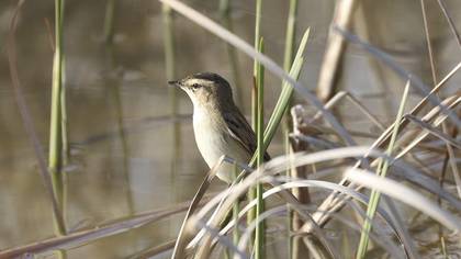 Sedge Warbler