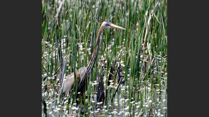 Purple Heron