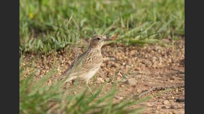 Greater Short-toed Lark