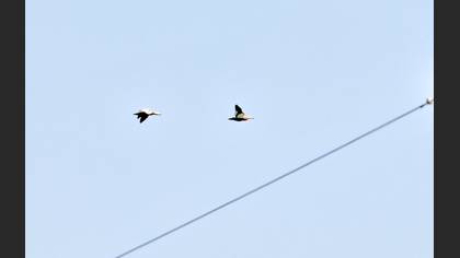 Ruddy Shelduck