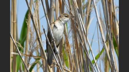 Great Reed Warbler