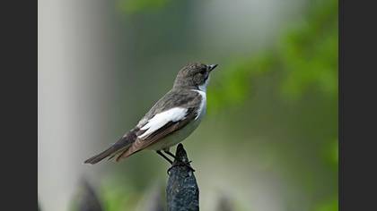 European Pied Flycatcher
