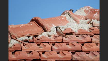 House Sparrow