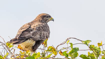 Common Buzzard
