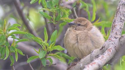 House Sparrow