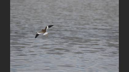 White-tailed Lapwing