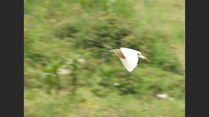Squacco Heron