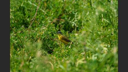 Western Yellow Wagtail