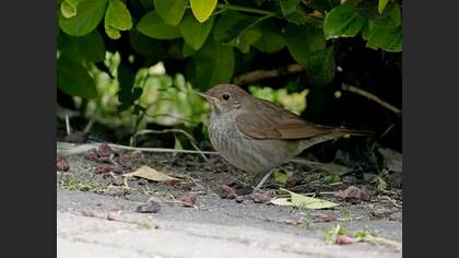Thrush Nightingale