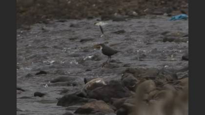 White-throated Dipper